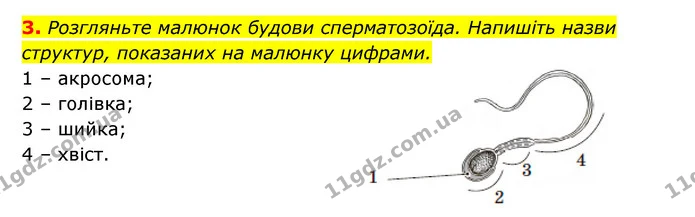 3. Розгляньте малюнок будови сперматозоїда. Напишіть назви структур, показаних на малюнку цифрами. — ГДЗ Робочий зошит Біологія 8 клас Задорожний