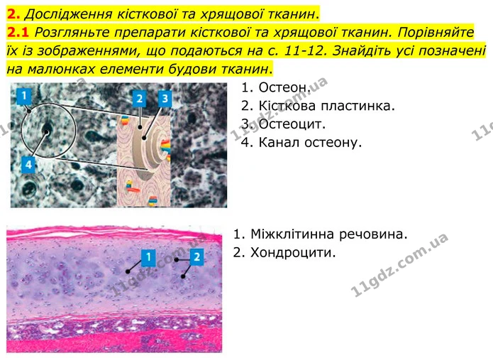 §4 (2.1) — ГДЗ Робочий зошит Біологія 8 клас Тагліна (2025) — ГДЗ Робочий зошит Біологія 8 клас Тагліна (2025)