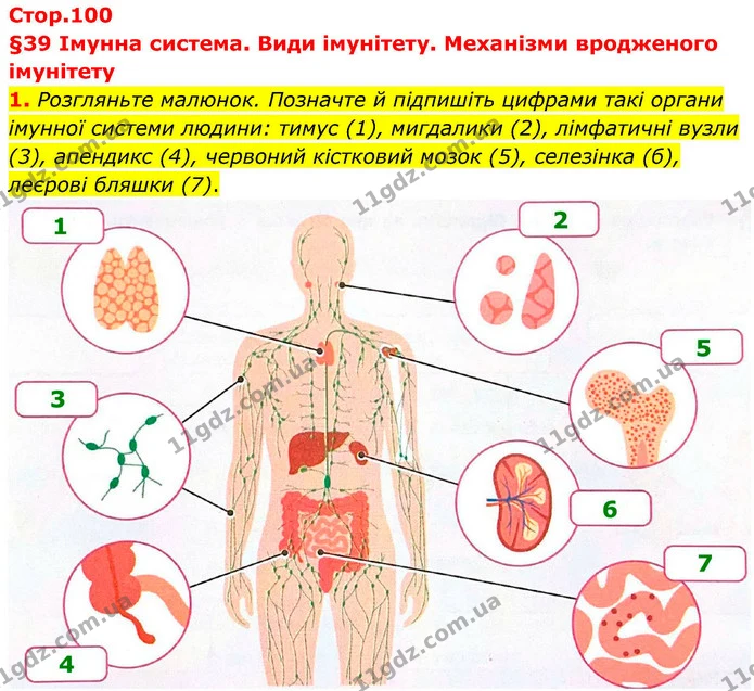 1. Розгляньте малюнок. Позначте й підпишіть цифрами такі органи імунної системи людини: тимус (1), мигдалики (2), лімфатичні вузли (3) — ГДЗ Робочий зошит Біологія 8 клас Тагліна (2025)