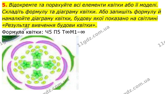 5. Відокремте та порахуйте всі елементи квітки або її моделі. Складіть формулу та діаграму квітки. Або запишіть формулу й намалюйте — ГДЗ Біологія 7 клас Тагліна