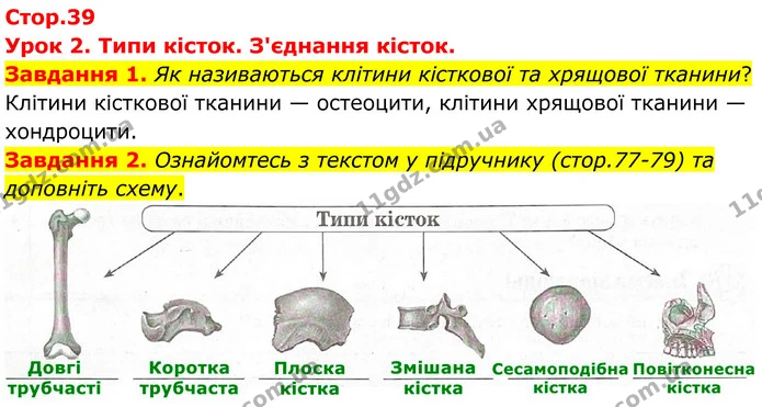 Стор. 39 — 1-2 — ГДЗ Робочий зошит біологія 8 клас Мирна — ГДЗ Робочий зошит біологія 8 клас Мирна