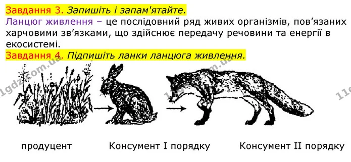 Стор. 99 — 3-4 — ГДЗ Робочий зошит з Біології 7 клас Яременко — ГДЗ Робочий зошит з Біології 7 клас Яременко