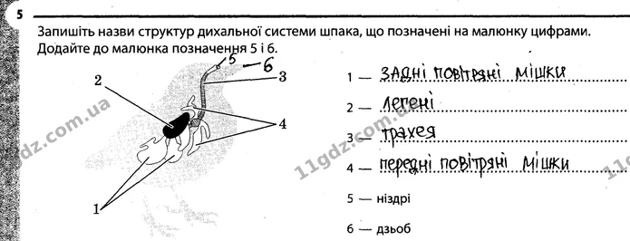 Стор. 34 — 5 — ГДЗ Робочий зошит Біологія 7 клас Задорожний — ГДЗ Робочий зошит Біологія 7 клас Задорожний