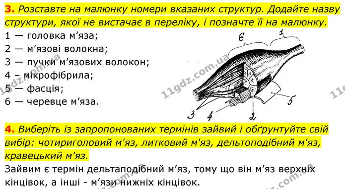 3. Розставте на малюнку номери вказаних структур. Додайте назву структури, якої не вистачає в переліку, і позначте її на малюнку. — ГДЗ Робочий зошит Біологія 8 клас Задорожний