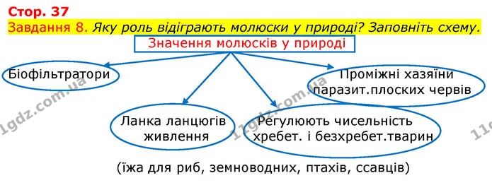 Стор. 37 — 8 — ГДЗ Робочий зошит з Біології 7 клас Яременко — ГДЗ Робочий зошит з Біології 7 клас Яременко