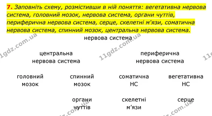 7. Заповніть схему, розмістивши в ній поняття: вегетативна нервова система, головний мозок, нервова система, органи чуттів, периферична — ГДЗ Робочий зошит Біологія 8 клас Задорожний