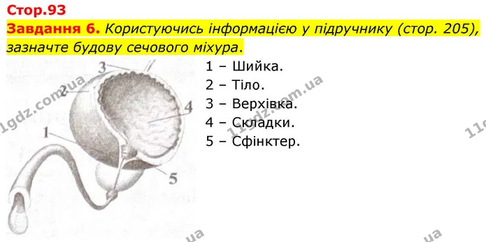 Стор. 93 — 6 — ГДЗ Робочий зошит біологія 8 клас Мирна — ГДЗ Робочий зошит біологія 8 клас Мирна