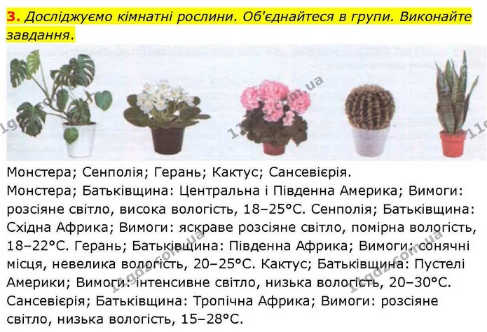 3. Досліджуємо кімнатні рослини. Об'єднайтеся в групи. Виконайте завдання. — ГДЗ робочий зошит Біологія 7 клас Кулініч